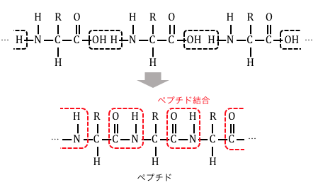 原理 ビウレット 反応 ビウレット反応なんですが、どのような仕組みでトリペプチド以上